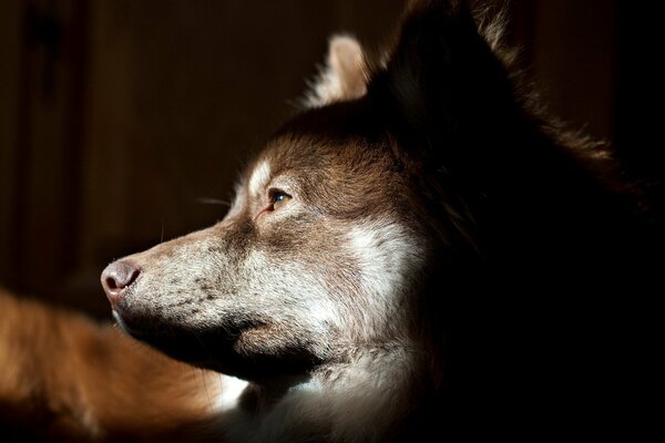 Der Hund an der Seite schaut nachdenklich in die Ferne