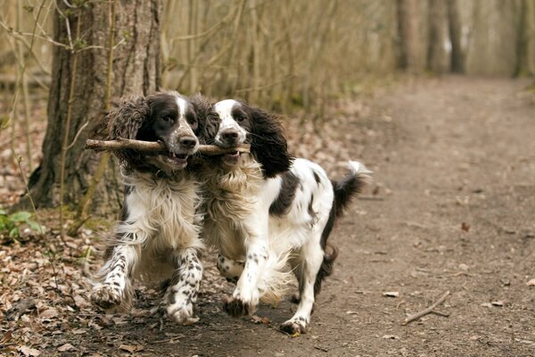 Promenade joyeuse de deux chiens