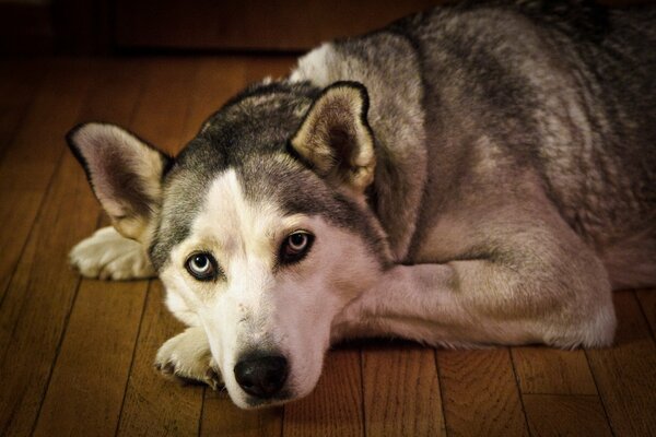 Husky trepando en el Suelo de madera