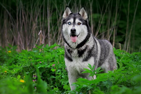 Husky walks in a forest clearing