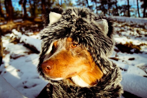 En el frío, el perro se pone una bufanda