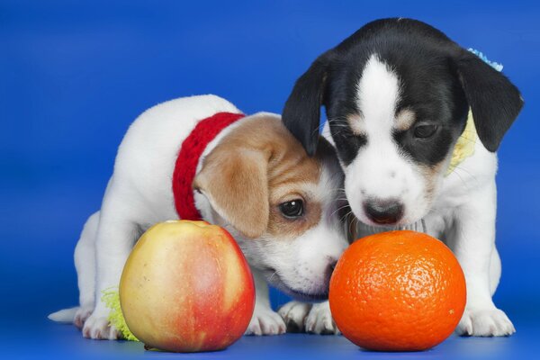 Petits chiots avec des fruits sur fond bleu