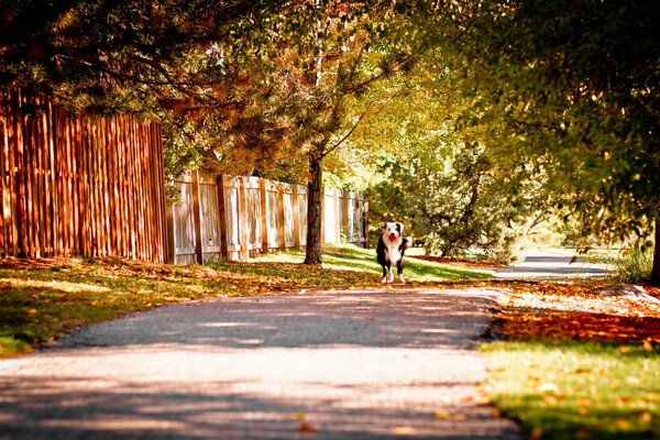 A dog runs along an autumn alley