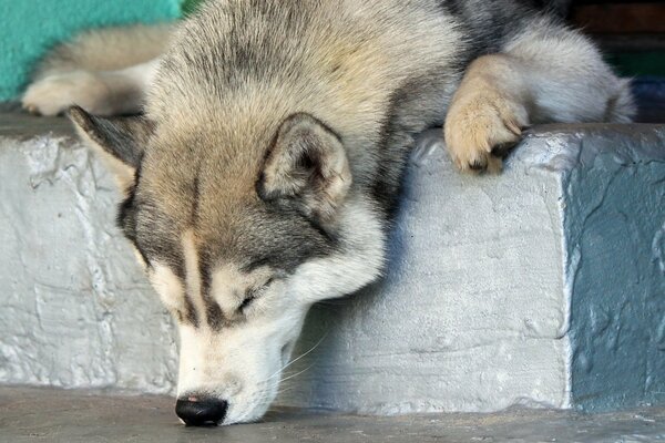 Funny husky fell asleep with his nose on the floor
