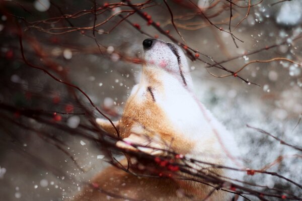 Esthétique du chien dans la nature