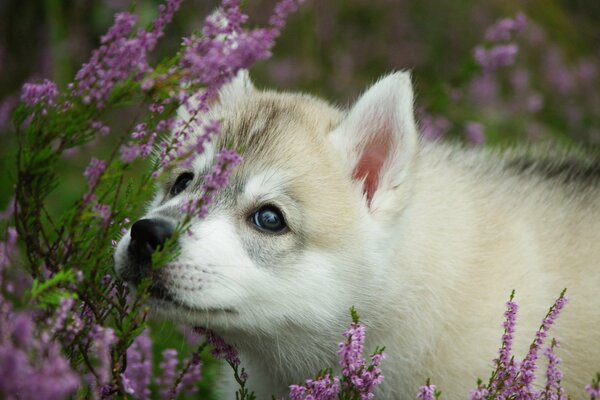 Cachorro de luz entre la lavanda
