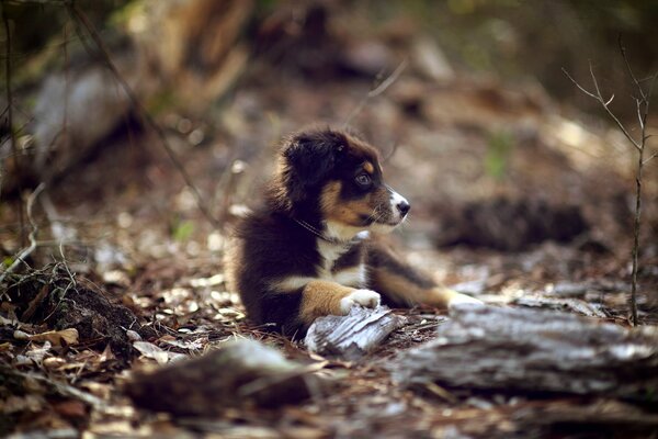 A little cute puppy in nature