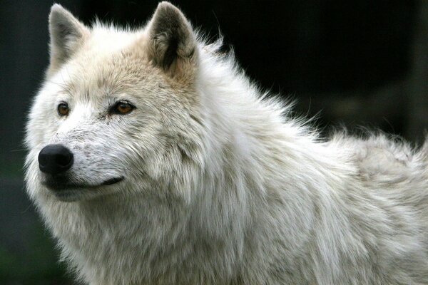 Loup blanc solitaire regardant au loin
