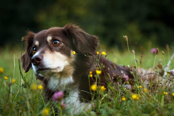 Chien aux yeux bruns dans un champ de fleurs