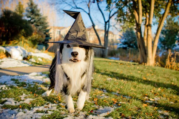 Chien noir et blanc dans un chapeau pour les vacances