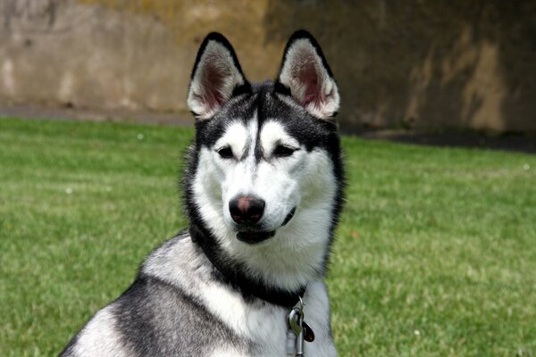 Un chien dans un collier a mis les oreilles