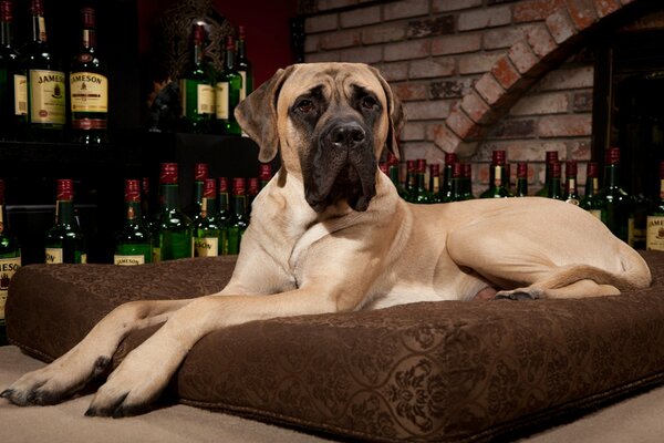 El mastín descansa sobre una almohada contra un fondo de whisky