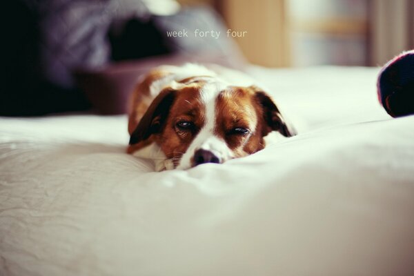 A dog in a cozy place