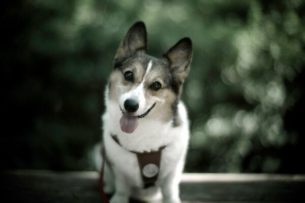 Amichevole doggy con la lingua fuori