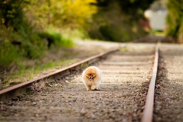 Pomeranian Pomeranian on a walk in the forest