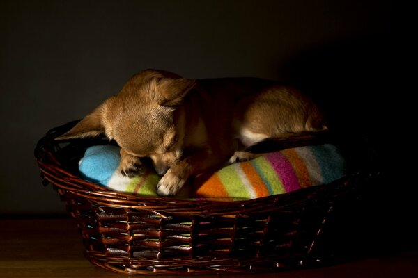 Chihuahua che dorme in un cestino a casa