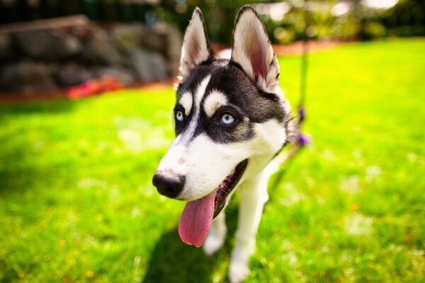 Husky z wystającym językiem. Pies na trawniku