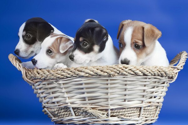 Tocca i cuccioli in un cestino