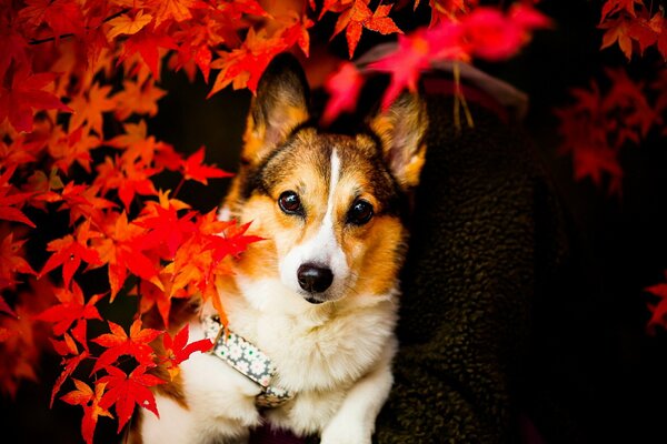 Mirada de perro y follaje de otoño