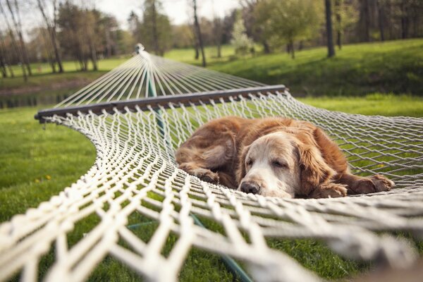 Chien mignon dans un hamac