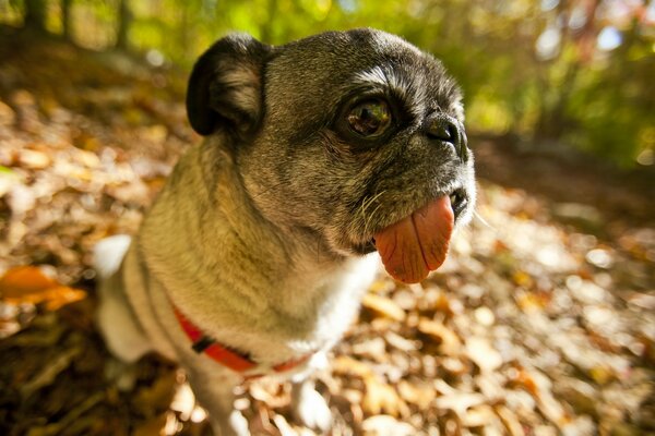 The dog walks in the autumn park