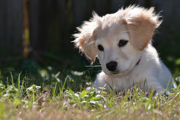 The puppy is enjoying the summer nature!