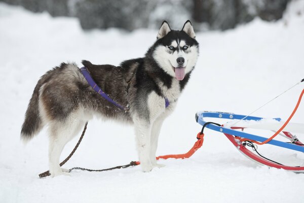 Pies zaprzęgowy rasy husky zimą z saniami