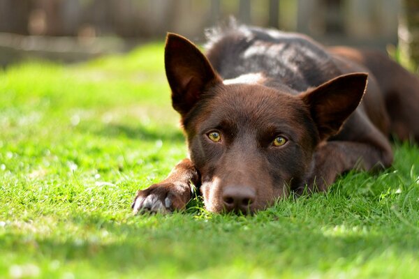 Perrito marrón en la hierba verde