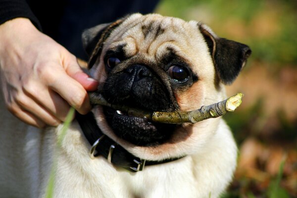 A pug puppy with a beautiful look