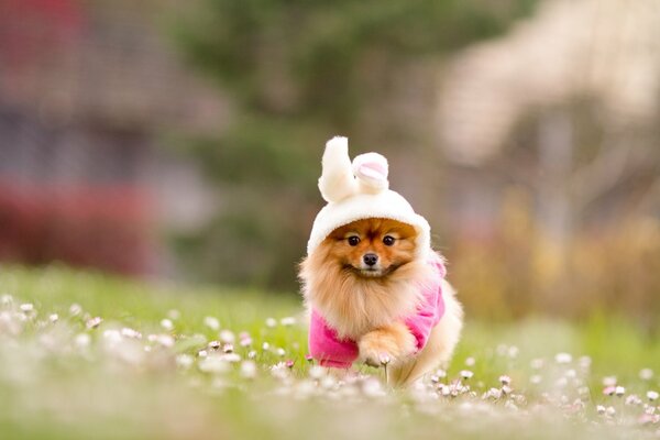 Spitz Rousse en costume de lapin dans la nature. Fond flou