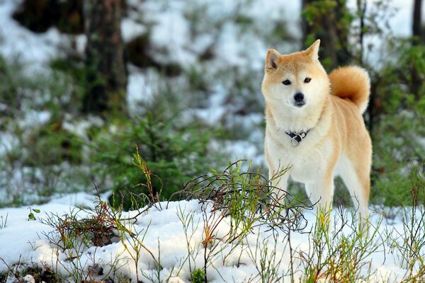 A young dog walks through a snow-covered field