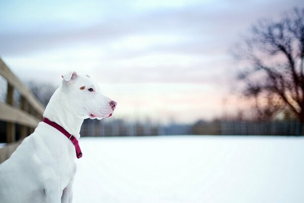 Estetica del pitbull bianco in inverno