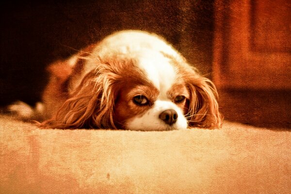 The dog dozed off on the beige carpet