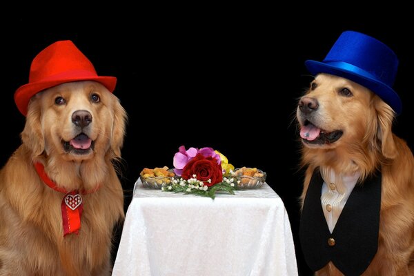 Encuentro de dos perros con sombreros
