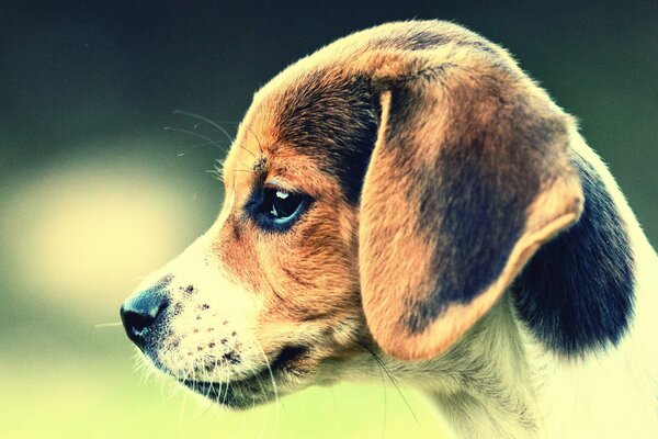 Cane di profilo. Amico dell uomo