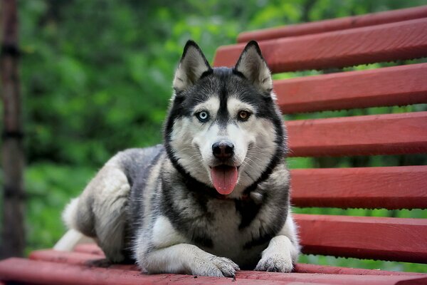 Chien Husky sibérien se trouve sur un banc