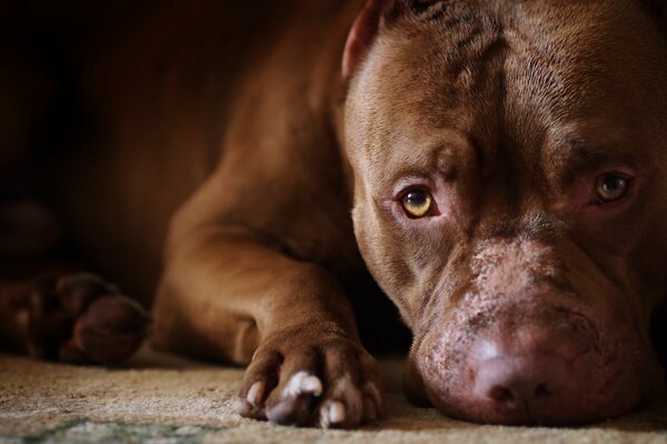 Brauner Hund schaut tief in die Seele