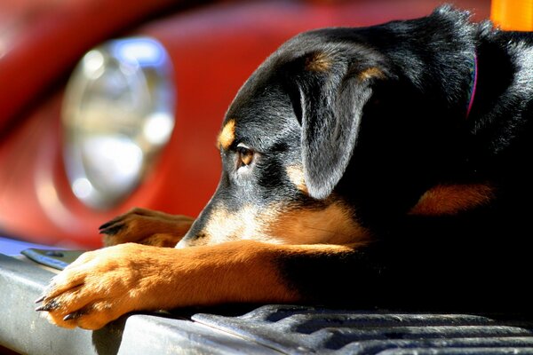 Cachorro acostado en un coche rojo parachoques