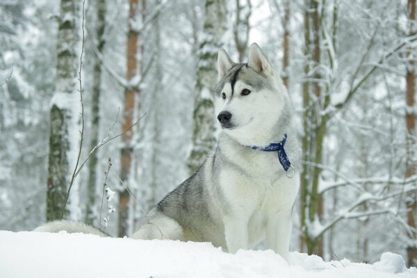 Perro Husky adulto en el bosque cubierto de nieve
