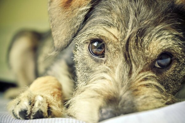 Lindo cachorro mirando a los ojos