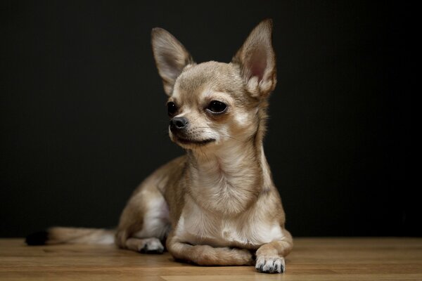 A light look on a dark background