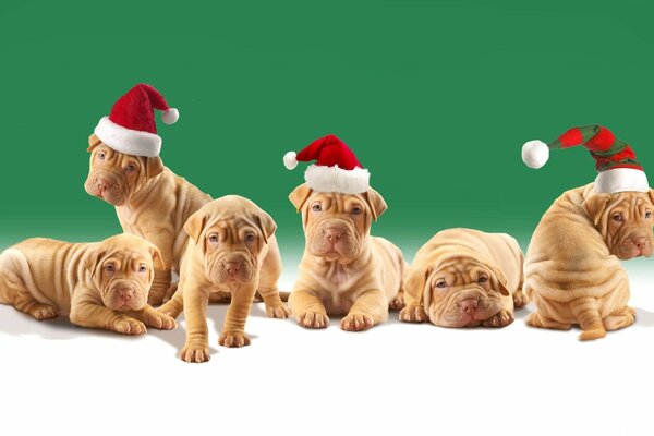 Perros de Navidad cachorros Shar Pei