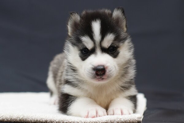 Cute look of a black and white puppy