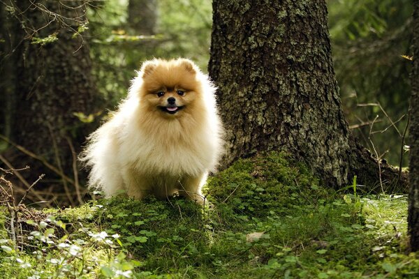 Cane congelato in una radura nella foresta