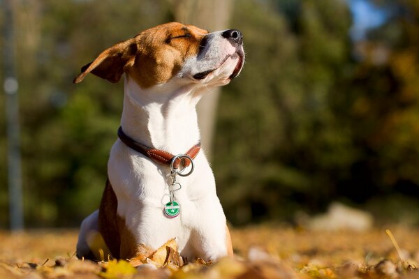 Un chien satisfait se trouve sur des feuilles d automne jaunes