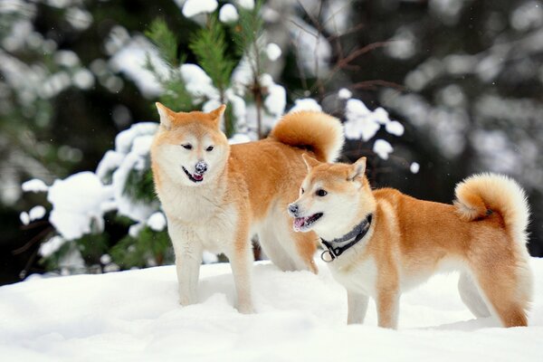 Shiba Inu igraszki w śnieżnym lesie