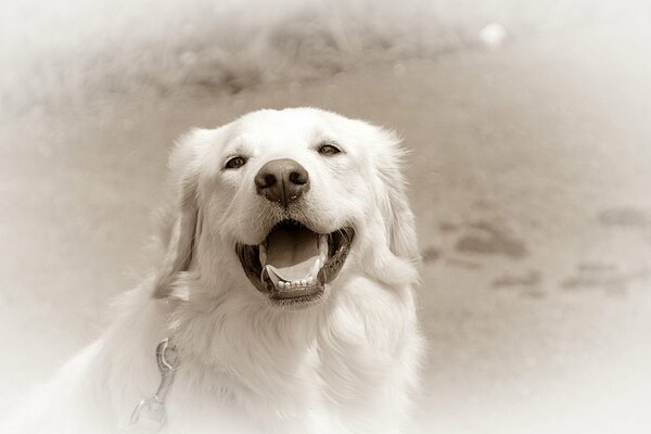 Retriever. Sfondo bianco. Cane