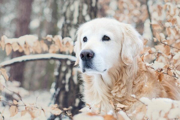 Golden Retriever auf einem Spaziergang im Winter