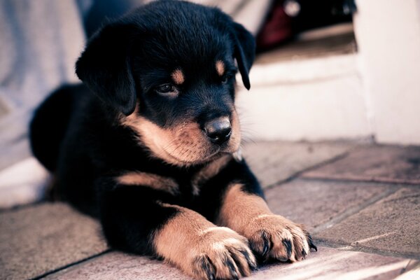 Cute shepherd puppy, what a look