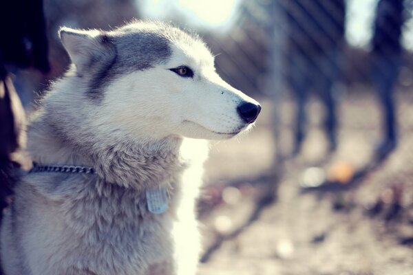 Pysk Husky na łańcuchu w parku